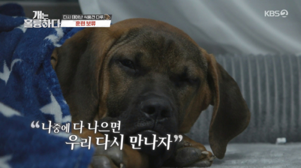 ▲'개는 훌륭하다' 도사견 다루(사진제공=KBS2)
