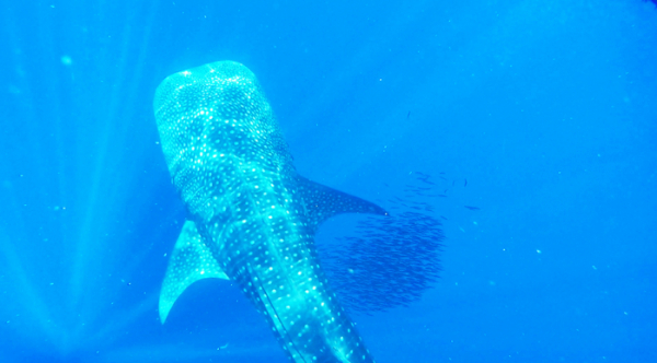 ▲'세계테마기행'(사진제공=EBS1)