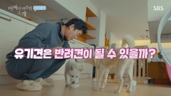 ▲'어바웃 펫–어쩌다 마주친 그 개'(사진제공=SBS)