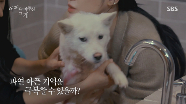 ▲'어바웃 펫–어쩌다 마주친 그 개'(사진제공=SBS)