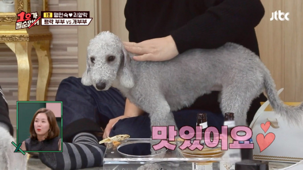 ▲베들링턴 테리어(사진=JTBC '1호가 될 순 없어' 방송화면 캡처)
