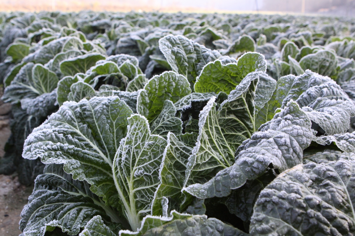 ▲하얗게 서리가 덮힌 배추밭. (뉴시스)