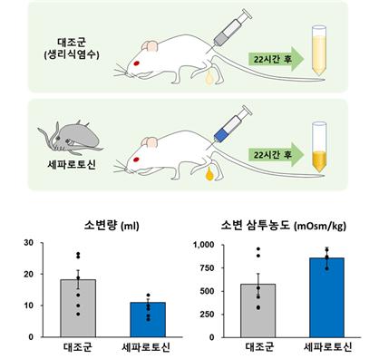 ▲실험용 집쥐의 소변량 감소 효과 (국립해양생물자원관)