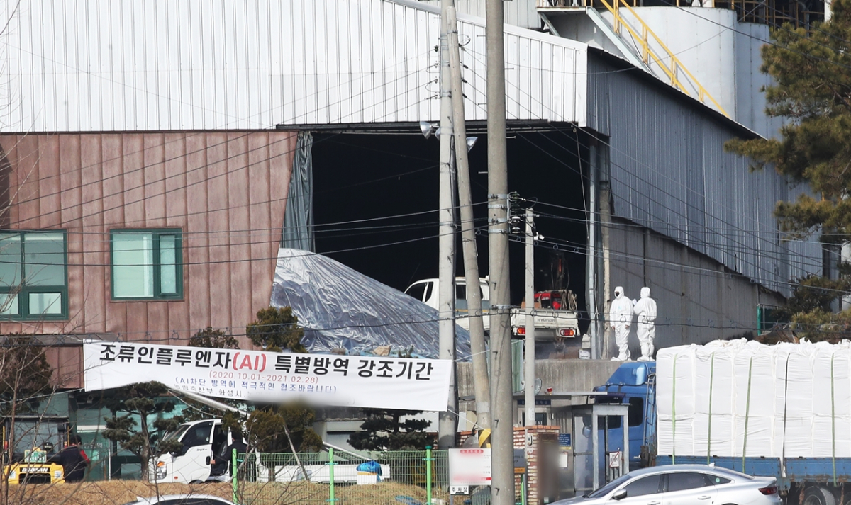 ▲고병원성 조류인플루엔자(AI) 확진 판정을 받은 경기도 화성시의 한 산란계 농장에서 25일 살처분 작업이 진행되고 있다. (연합뉴스)