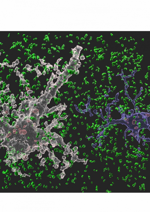 ▲뇌에서 뉴런을 도와 뇌 항상성 유지 역할을 수행하는 세포인별아교세포(하얀색)와 미세아교세포(파란색)가 시냅스를 제거하고 있는 모습 (사진제공=삼성전자)