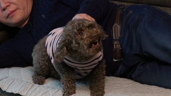 ▲'세상에 나쁜 개는 없다'(사진제공=EBS1)