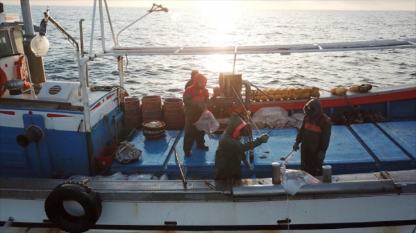 ▲‘바닷가 사람들’ 흑산도 홍어(사진제공=EBS1)