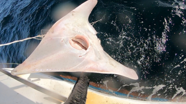 ▲‘바닷가 사람들’ 흑산도 홍어(사진제공=EBS1)