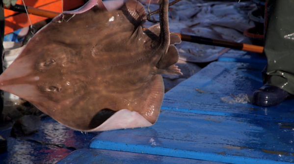 ▲‘바닷가 사람들’ 흑산도 홍어(사진제공=EBS1)