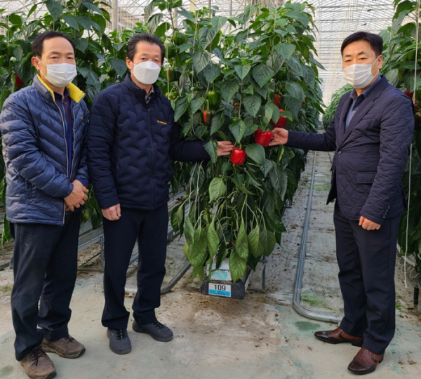 ▲14일 경남 김해시 대동면 파프리카 농가에서 NH농협무역 김재기 대표이사(오른쪽)와 부경원예농협 최성환 조합장(가운데)이 파프리카를 선보이고 있다. (사진제공=NH농협무역)