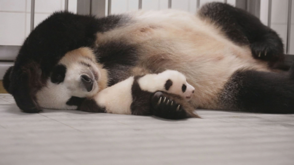 ▲'TV 동물농장'(사진제공=SBS)