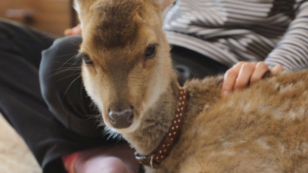 ▲'TV동물농장'(사진제공=SBS)