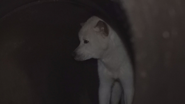 ▲'TV동물농장'(사진제공=SBS)