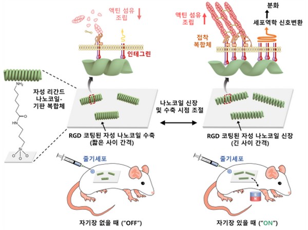 ▲나노코일을 이용해 임플란트 소재 표면 위에서 리간드의 간격을 자기장으로 정밀하게 제어할 수 있는 나노크기의 신장·수축을 통한 줄기세포의 부착 및 분화의 조절이 가능한 시스템의 모식도. (사진제공=과학기술정보통신부)