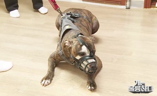 ▲‘개는 훌륭하다’(사진제공=KBS 2TV)