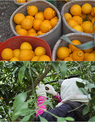 ▲'극한직업' 한라봉(사진제공=EBS1)