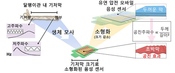 ▲달팽이관 내 기저막을 모사한 모바일 압전 음성 센서의 원리. (사진제공=한국과학기술원)