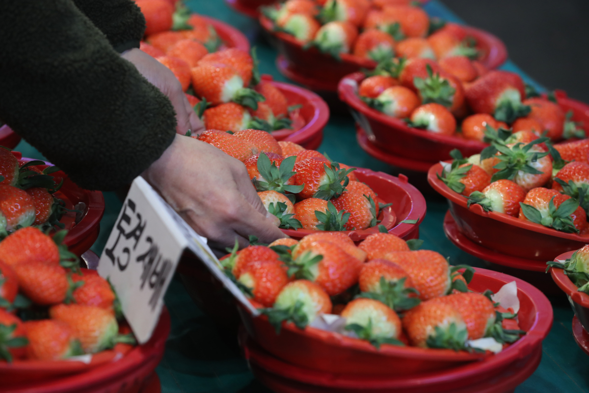 ▲딸기의 인기는 우수하고 다양한 품종 개발을 주요한 요인으로 꼽을 수 있다. (뉴시스)