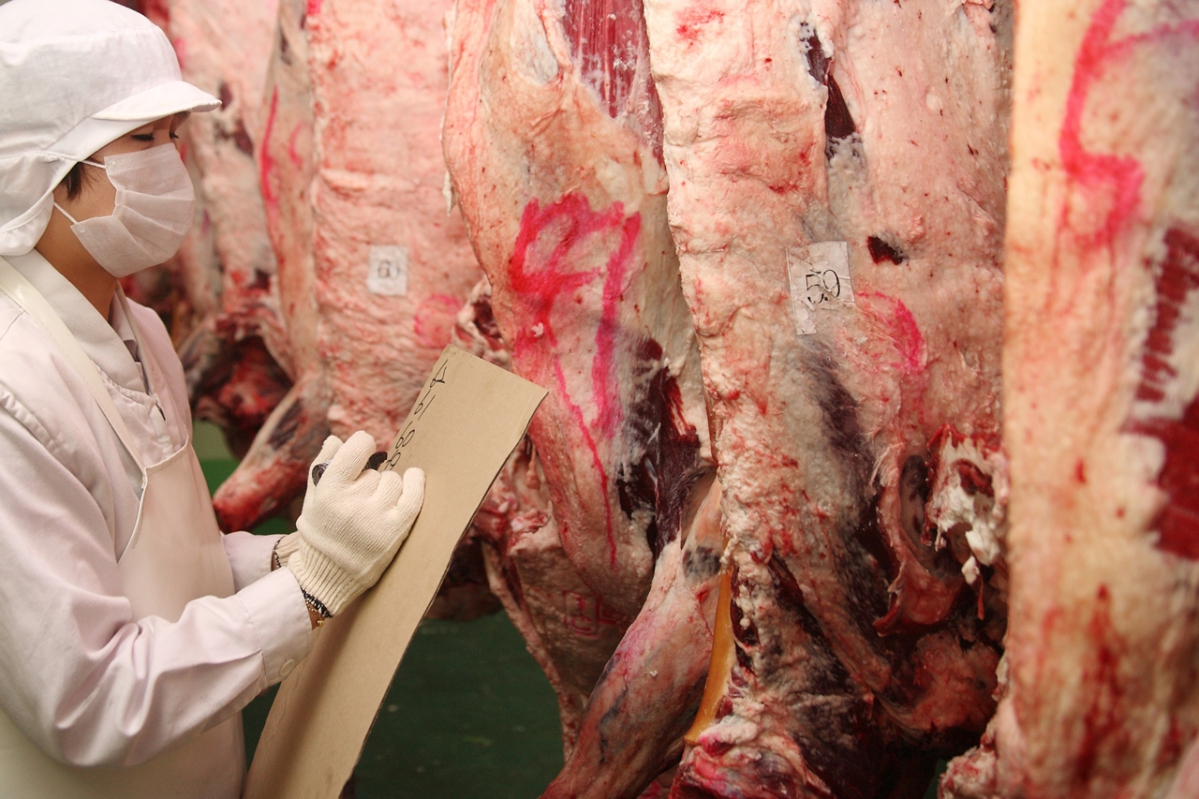 ▲공판장 관계자가 경매 전 소 지육상태를 살피고 있다.  (사진제공=농협중앙회)