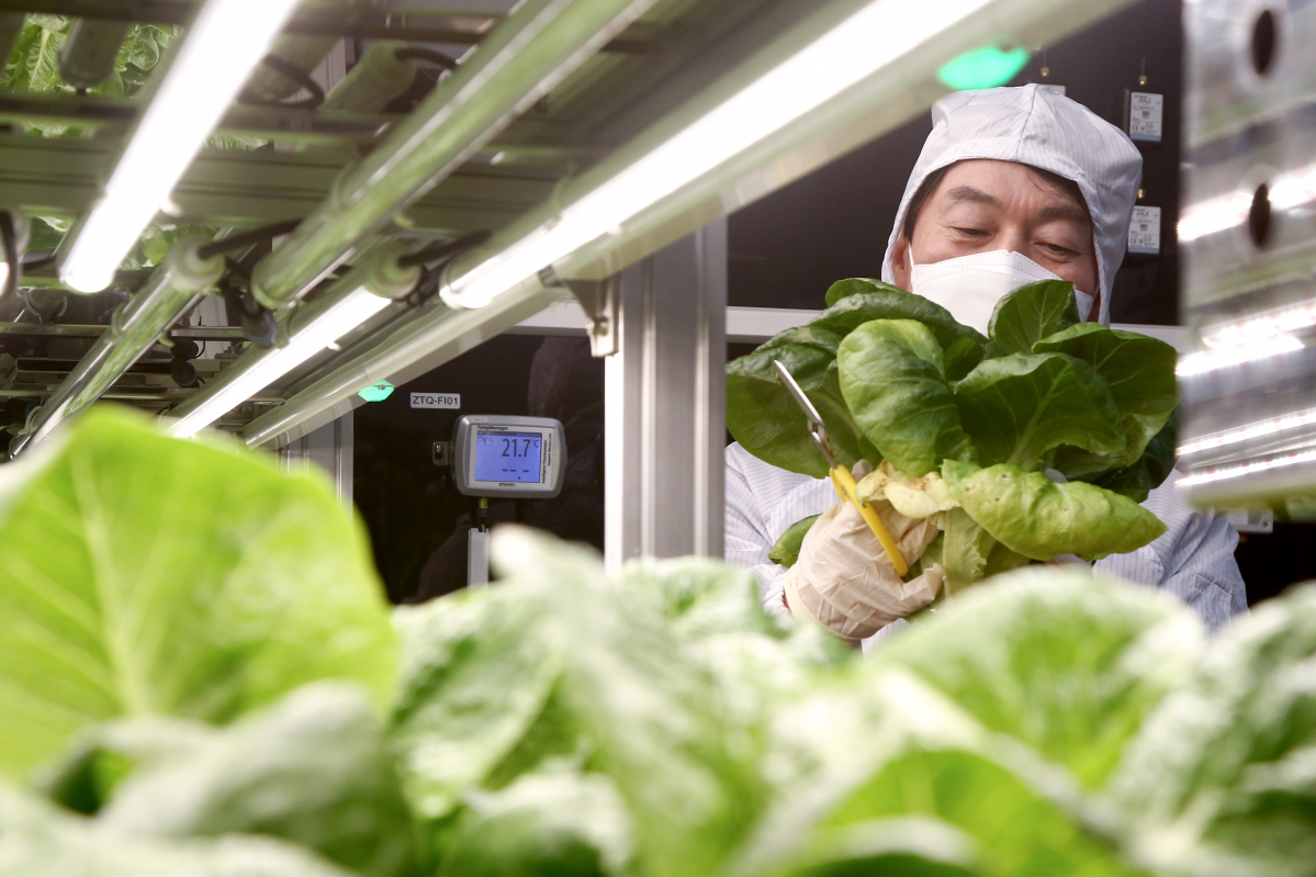 ▲4·7 서울시장 보궐선거에 나선 안철수 국민의당 후보가 24일 서울 금천구에 위치한 스마트팜 연구 현장을 방문해 재배 과정을 확인하고 있다. (국회사진취재단)