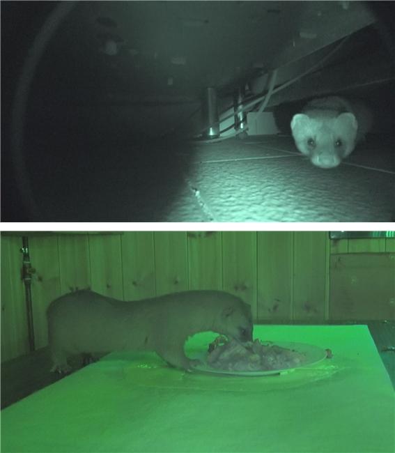 ▲'TV동물농장' (사진제공=SBS)