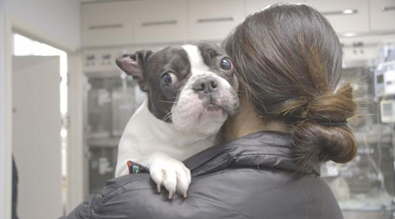 ▲'TV동물농장' (사진제공=SBS)