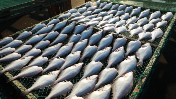 ▲‘바닷가 사람들’(사진제공=EBS1)