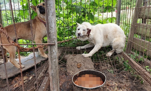 ▲농장에서 학대 받다가 구조된 개들. (뉴시스)