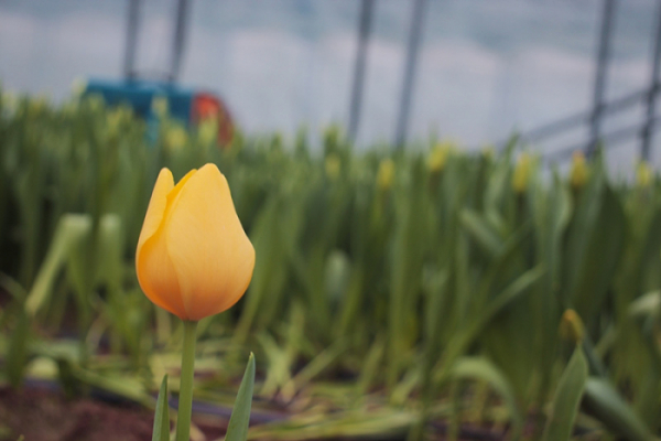 ▲'극한직업' 튤립(사진제공=EBS1)