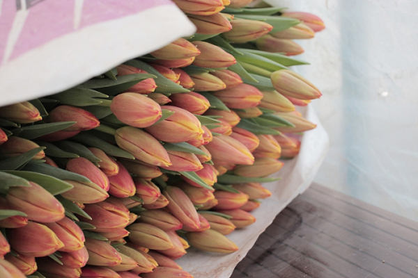 ▲'극한직업' 튤립(사진제공=EBS1)