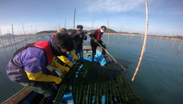 ▲‘관찰카메라 24’ 완도 매생이(사진제공=채널A)