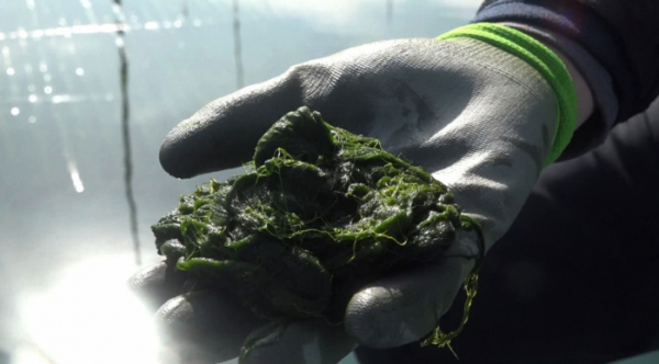 ▲‘관찰카메라 24’ 완도 매생이(사진제공=채널A)