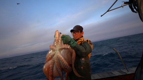 ▲‘바닷가 사람들’ 동해 대문어(사진제공=EBS1)