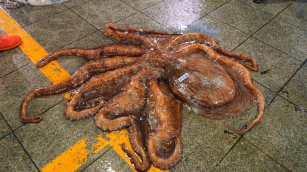 ▲‘바닷가 사람들’ 동해 대문어(사진제공=EBS1)