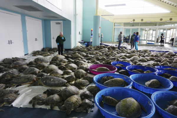 ▲16일(현지시간) 미국 텍사스 사우스파드리아일랜드 컨벤션 센터가 바다거북으로 가득찼다. 텍사스 주민들이 한파에 기절한 거북이를 구해 이곳으로 옮겨두면서다.  (사우스파드리아일랜드=AP/뉴시스)