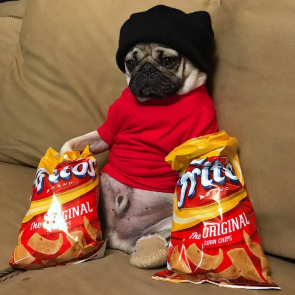 (사진출처=페이스북 Doug The Pug)
