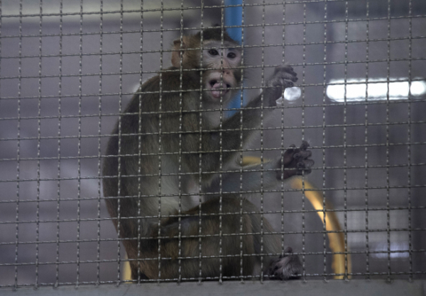 ▲태국 방콕의 국립 영장류 연구센터에서 지난해 5월 23일 원숭이 한 마리가 우리 안에 갇혀있다. 방콕/AP뉴시스