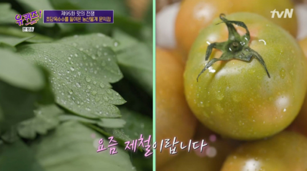 ▲방풍나물(왼쪽), 대저짭짤이토마토(사진=tvN 방송화면 캡처)