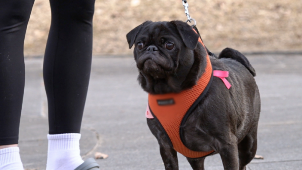 ▲'세상에 나쁜 개는 없다' 퍼그 자매(사진제공=EBS1)