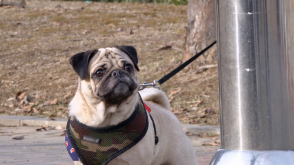 ▲'세상에 나쁜 개는 없다' 퍼그 자매(사진제공=EBS1)