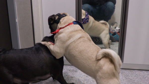 ▲'세상에 나쁜 개는 없다' 퍼그 자매(사진제공=EBS1)