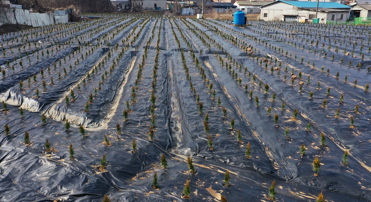 ▲3일 오후 투기 의혹이 제기된 경기도 시흥시 과림동의 한 밭에 묘목들이 심겨져 있다. (연합뉴스)