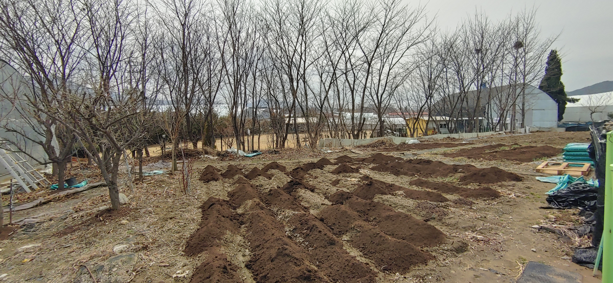 ▲경기도 과천시 과천지구 내 한 토지에서 묘목 식재가 활발하게 진행되고 있다.