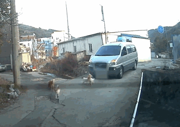 ▲유기견 뺑소니 운전자 (사진제공=동물자유연대)