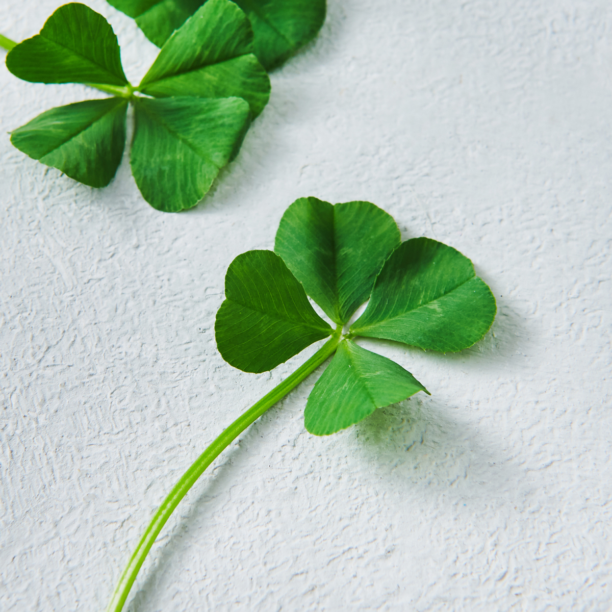 (사진제공=롯데마트)