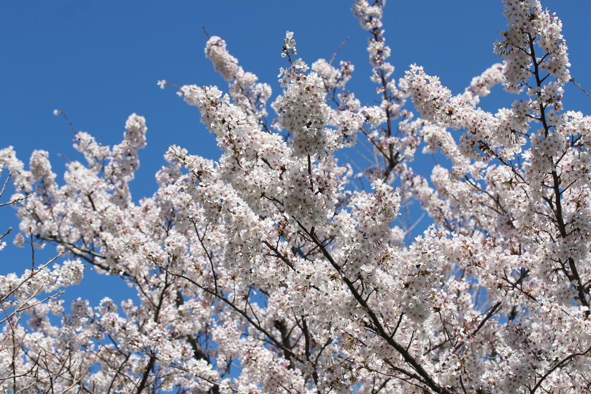 ▲22일 오후 제주시 전농로에 벚꽃이 활짝 피어 지나는 사람들의 시선을 끌고 있다. (뉴시스)