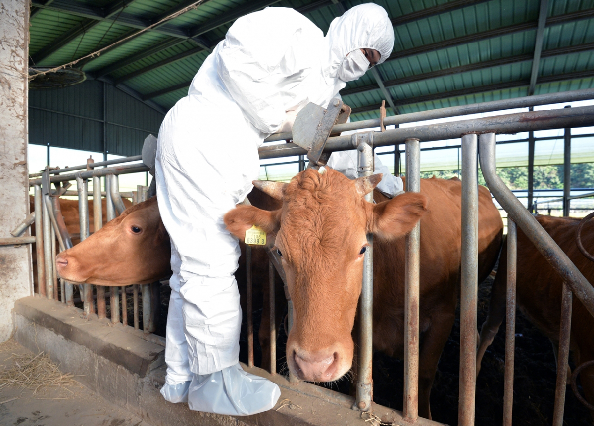 ▲경북 영천시 북안면 명주리 한 축사에서 공수의가 백신을 접종하고 있다. (뉴시스)