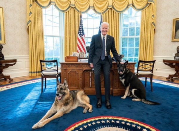 ▲조 바이든 미국 대통령과 반려견 챔프(왼쪽), 메이저(오른쪽) (출처=백악관 트위터)
