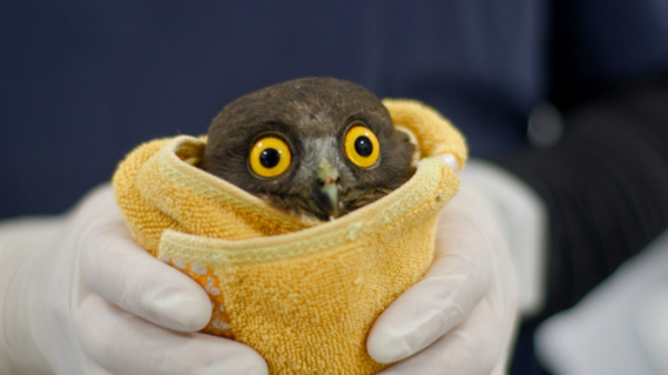 ▲‘환경 스페셜’(사진제공=KBS 2TV)