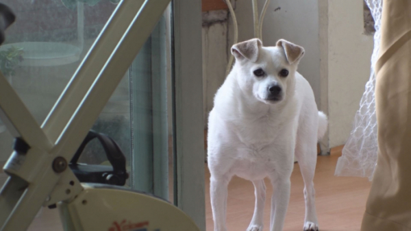 ▲'TV동물농장'(사진제공=SBS)